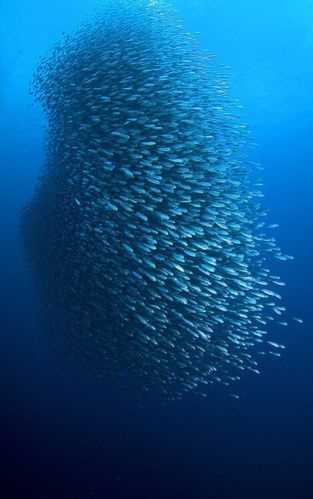 蓝鱼群-蓝鱼群在哪